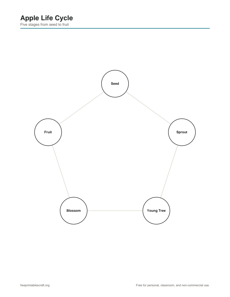 Preview of the apple life cycle printable PDF